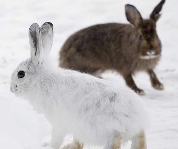 Poloymorphic_Hares-cropped